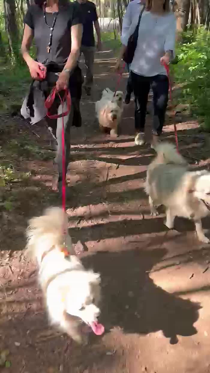 Cooki, tenero e affettuoso simil volpino - media 6