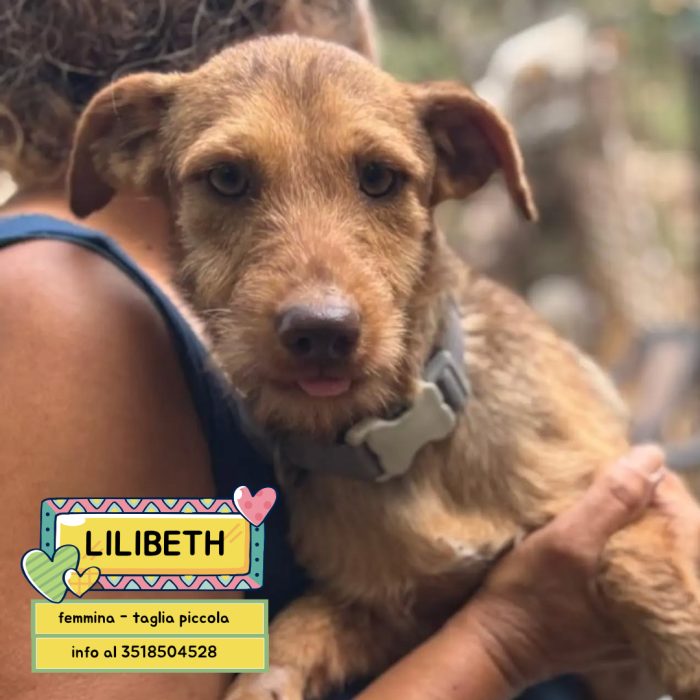 Lilibeth dolce cagnolina taglia piccola 5 kg cerca casa - in adozione