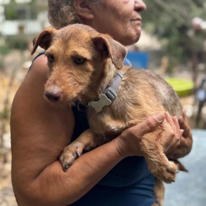 Lilibeth dolce cagnolina taglia piccola 5 kg cerca casa - in adozione