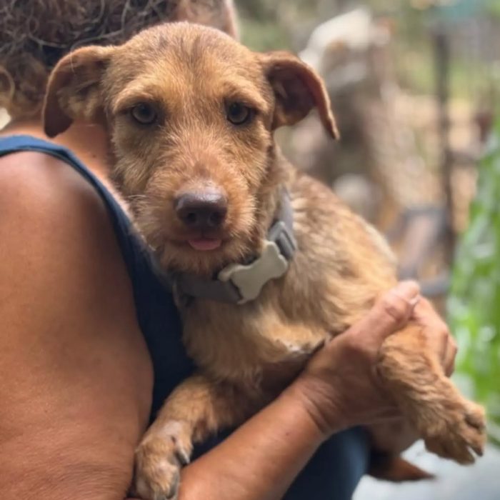 Lilibeth dolce cagnolina taglia piccola 5 kg cerca casa - in adozione - media 4