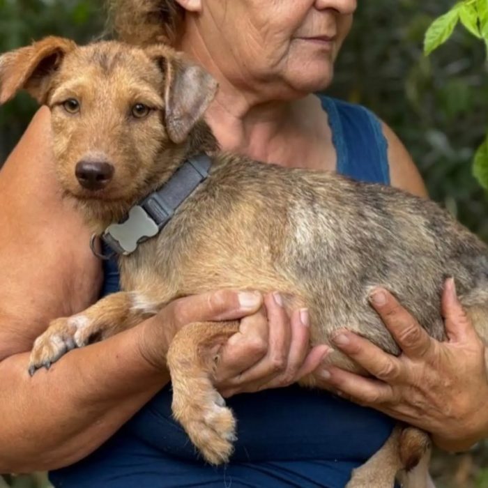 Lilibeth dolce cagnolina taglia piccola 5 kg cerca casa - in adozione