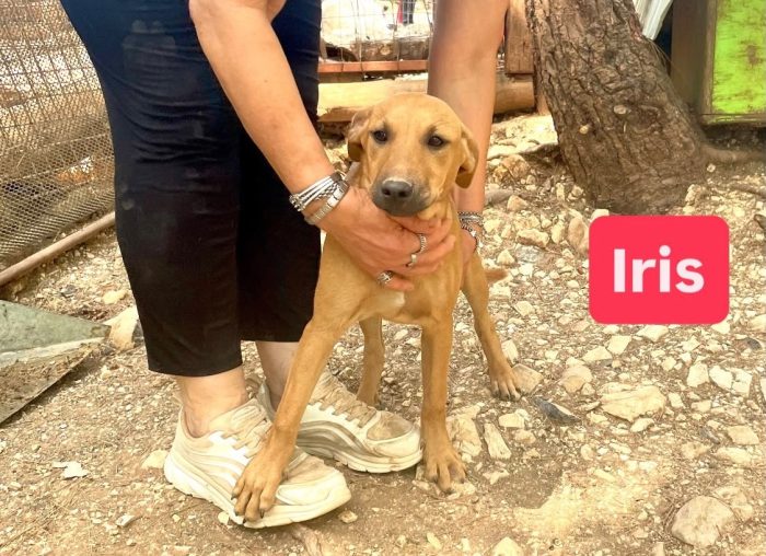 Iris e’ solo una cucciola e resterà sola