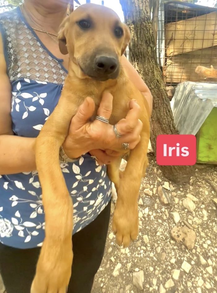 Iris e’ solo una cucciola e resterà sola