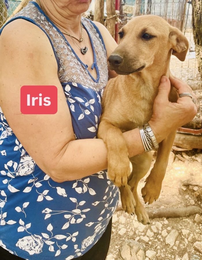 Iris e’ solo una cucciola e resterà sola