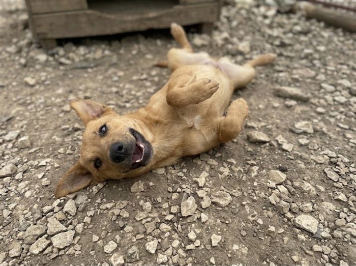 Iris e’ solo una cucciola e resterà sola - media 6