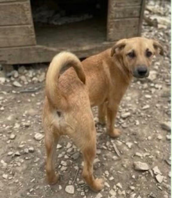 Iris e’ solo una cucciola e resterà sola - media 5