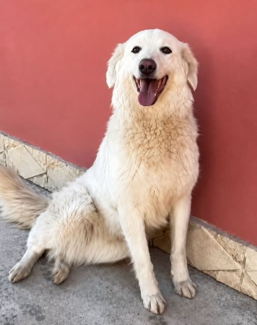 Principessa