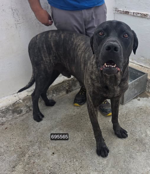 Mastino