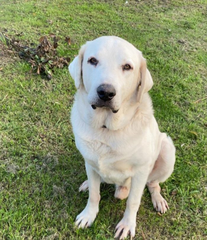 Labrador puro non giovane,sfortunato,da anni in canile NAPOLI