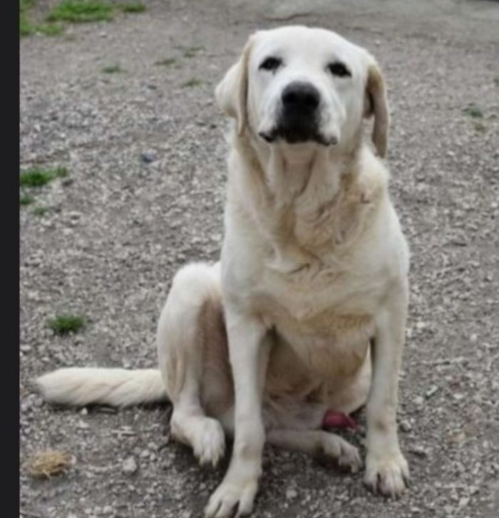 Labrador puro non giovane,sfortunato,da anni in canile NAPOLI