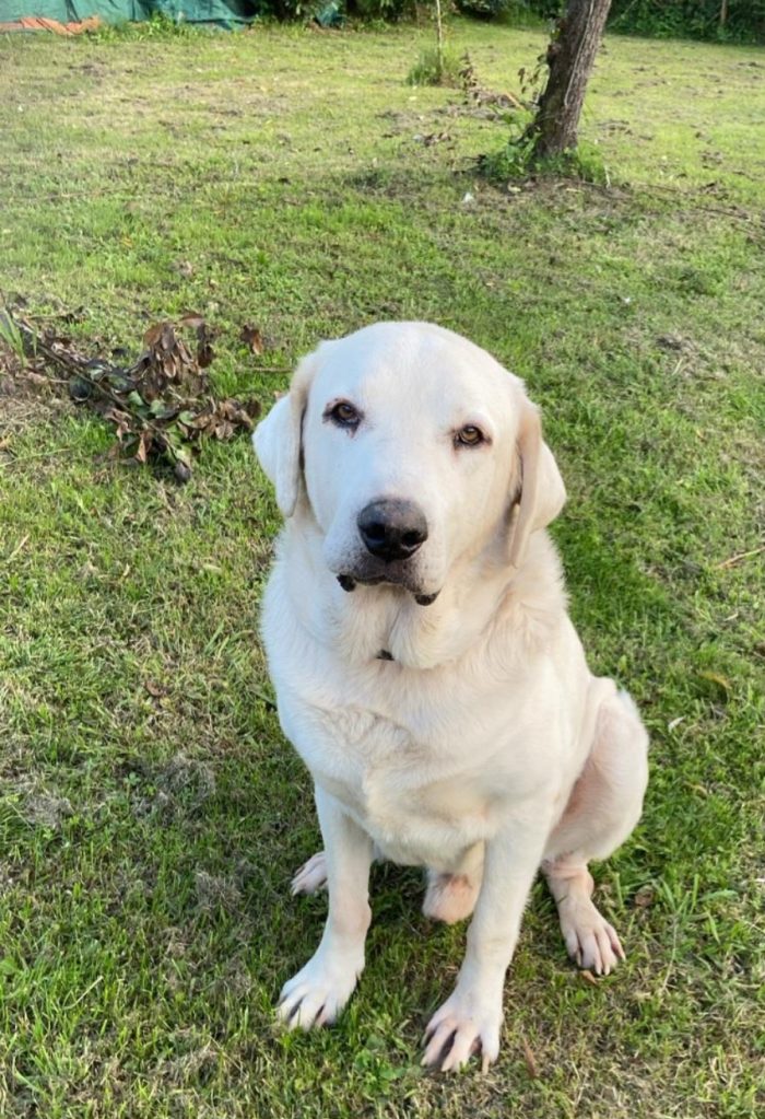 Labrador puro non giovane,sfortunato,da anni in canile NAPOLI