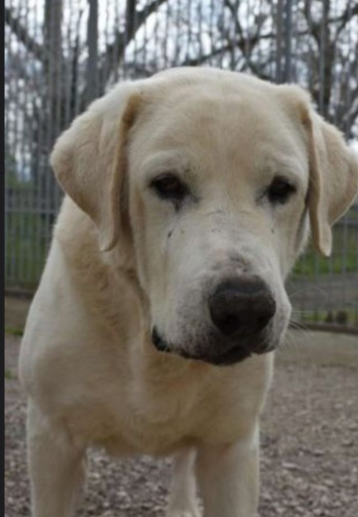 Labrador puro non giovane,sfortunato,da anni in canile NAPOLI