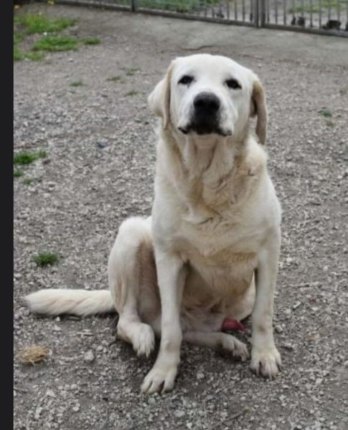 Labrador puro non giovane,sfortunato,da anni in canile NAPOLI