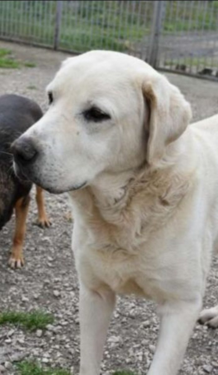 Labrador puro non giovane,sfortunato,da anni in canile NAPOLI - media 7
