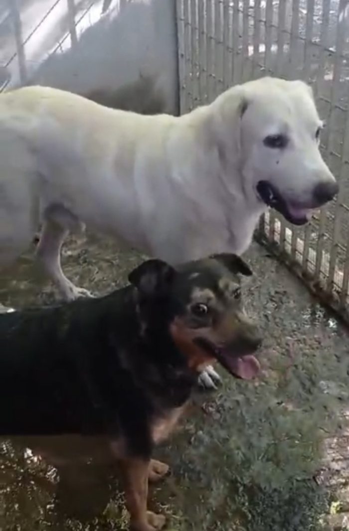 Labrador puro non giovane,sfortunato,da anni in canile NAPOLI - media 4