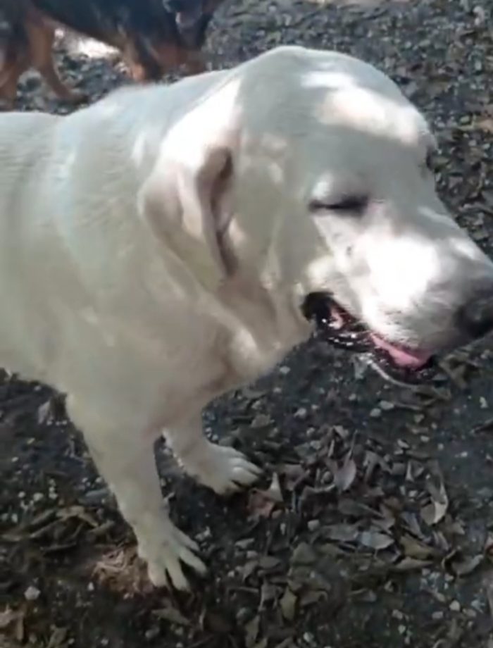 Labrador puro non giovane,sfortunato,da anni in canile NAPOLI - media 5