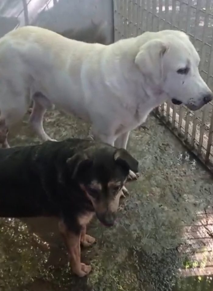 Labrador puro non giovane,sfortunato,da anni in canile NAPOLI - media 6