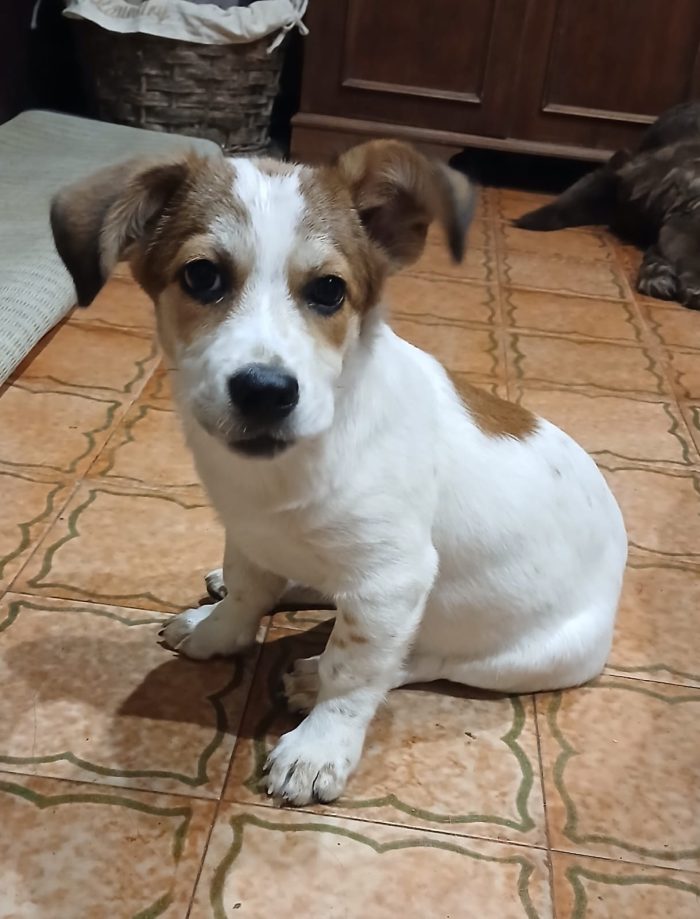 Masha, la pesciolina 🐠
