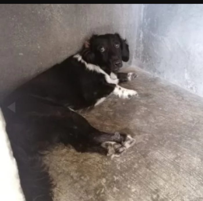 Grisbi 2/3anni da cucciolo timido in canile...riuscirà mai a trovare casa?