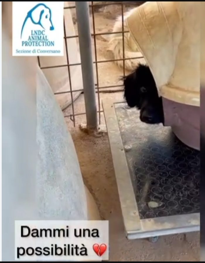 Grisbi 2/3anni da cucciolo timido in canile...riuscirà mai a trovare casa?