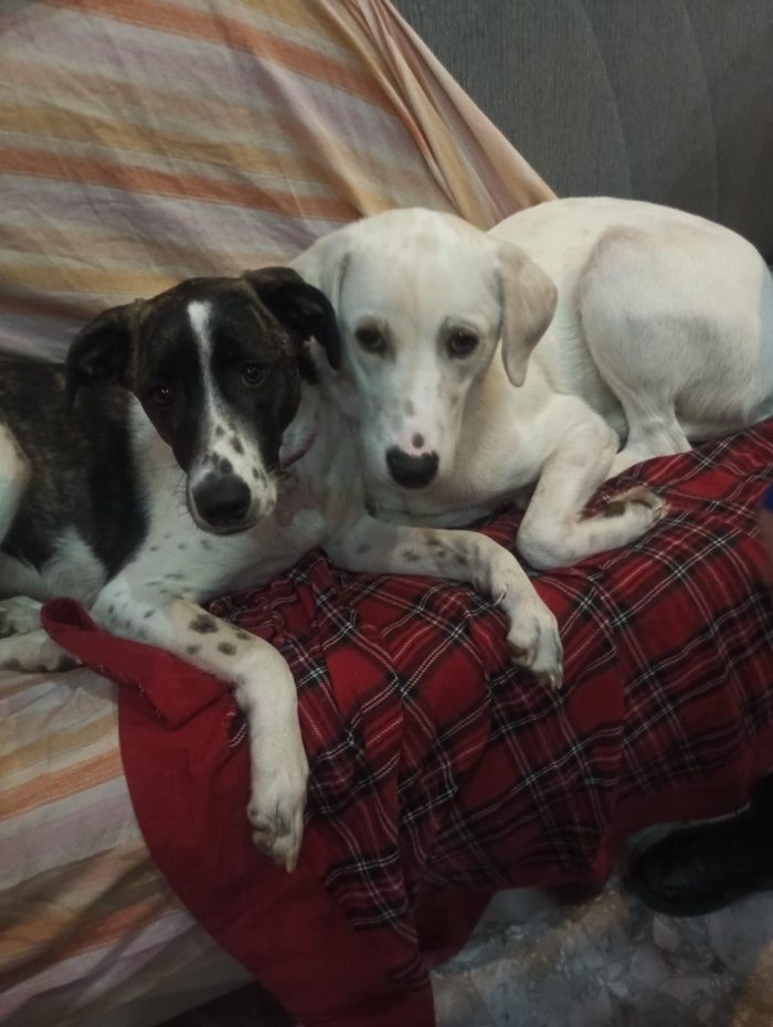 Kinder e Kira splendidi giovanotti cercano adozione