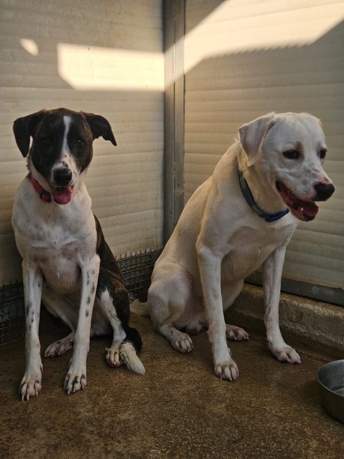 Kinder e Kira splendidi giovanotti cercano adozione - media 8