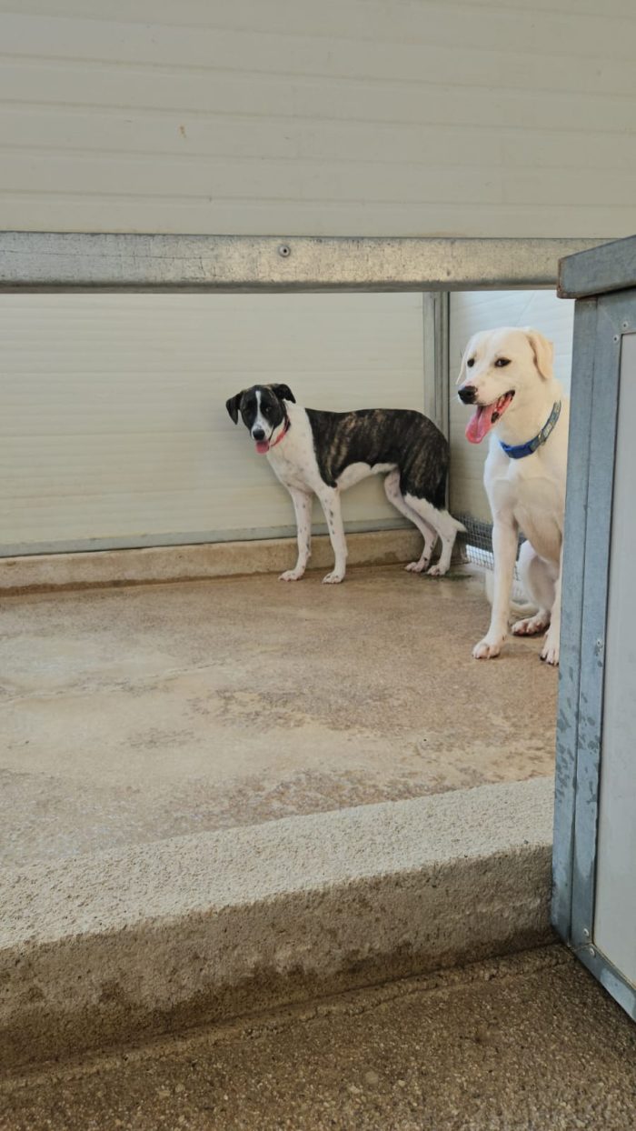 Kinder e Kira splendidi giovanotti cercano adozione - media 7