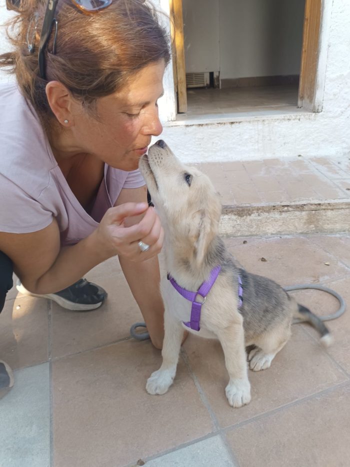 Ambra meravigliosa dolce cucciola cerca casa - media 6