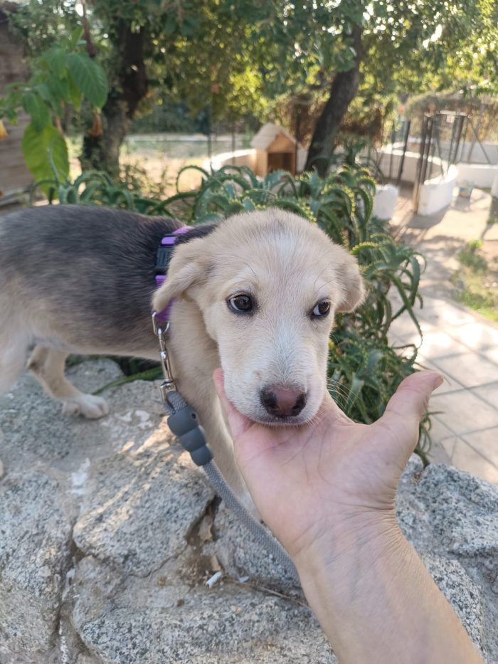 Ambra meravigliosa dolce cucciola cerca casa