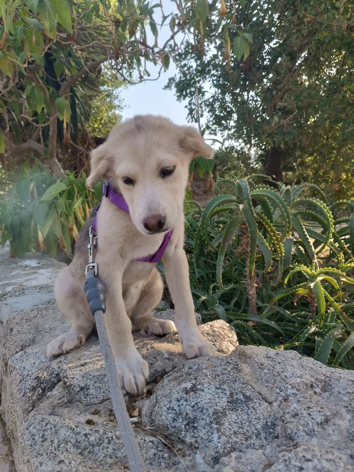 Ambra meravigliosa dolce cucciola cerca casa - media 4