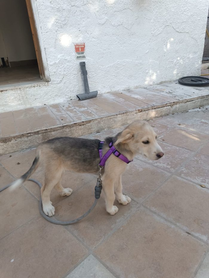 Ambra meravigliosa dolce cucciola cerca casa - media 7