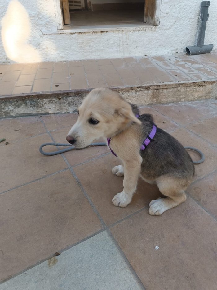 Ambra meravigliosa dolce cucciola cerca casa - media 8