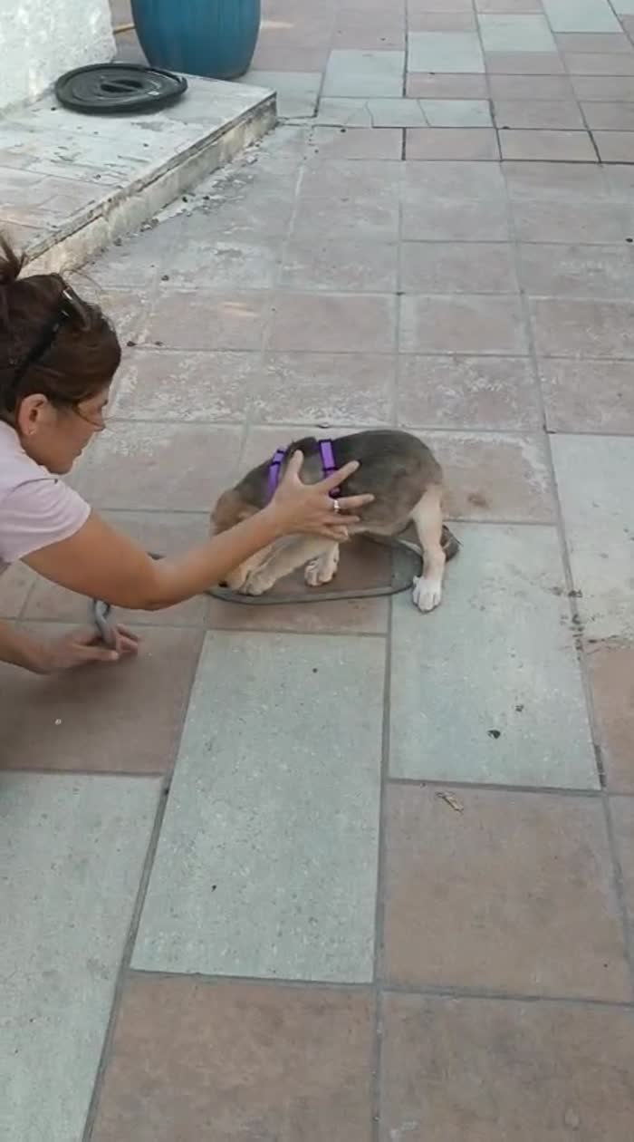 Ambra meravigliosa dolce cucciola cerca casa - media 9