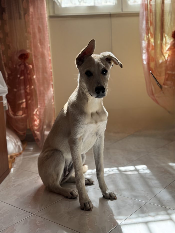 Nala , iperattiva e super giocherellona