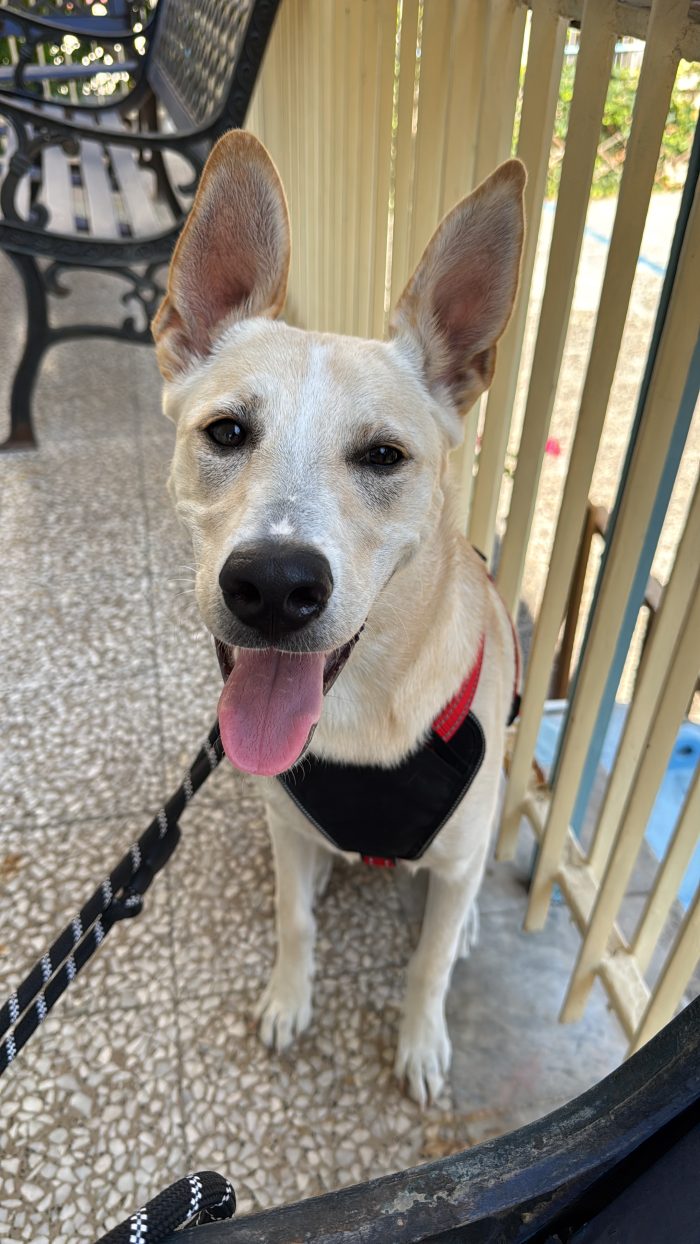 Nala , iperattiva e super giocherellona