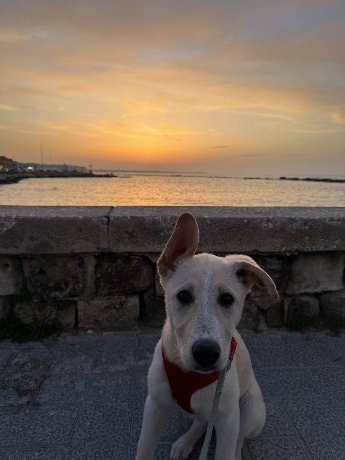 Nala , iperattiva e super giocherellona - media 4