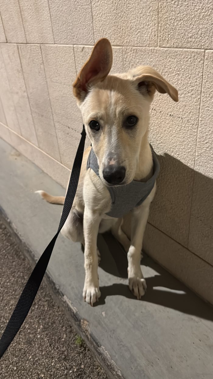 Nala , iperattiva e super giocherellona