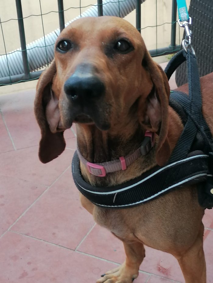 Diana ❤️ dolcissima segugina - media 4