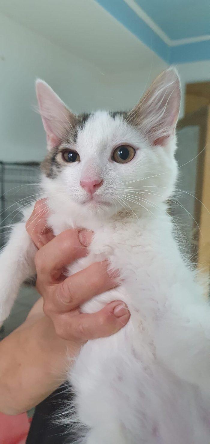 Prinpice, gatto delizioso