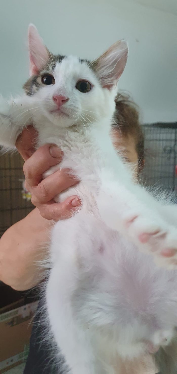 Prinpice, gatto delizioso