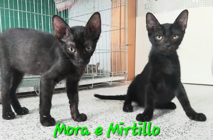 MORA & MIRTILLO, stupendi fratellini inseparabili