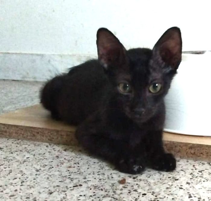 MORA & MIRTILLO, stupendi fratellini inseparabili