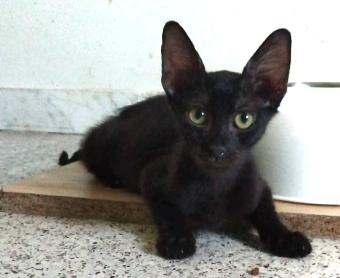 MORA & MIRTILLO, stupendi fratellini inseparabili - media 4