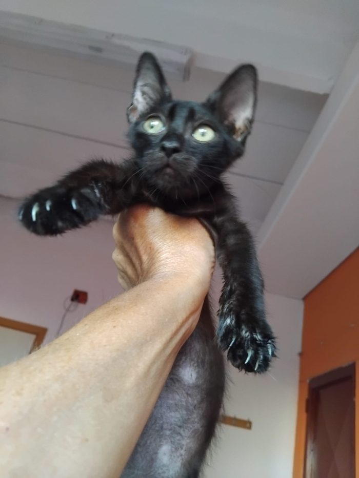 MORA & MIRTILLO, stupendi fratellini inseparabili