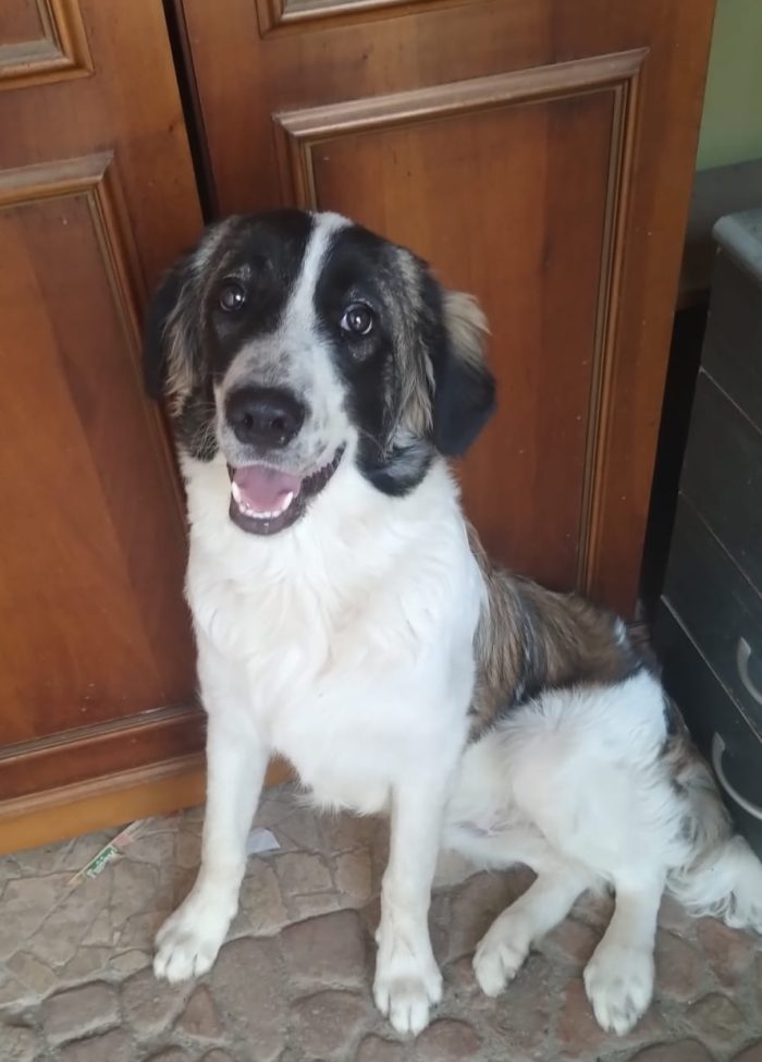 PEPITO: Un gigante di dolcezza in formato XXL cerca casa! 🐻❤️