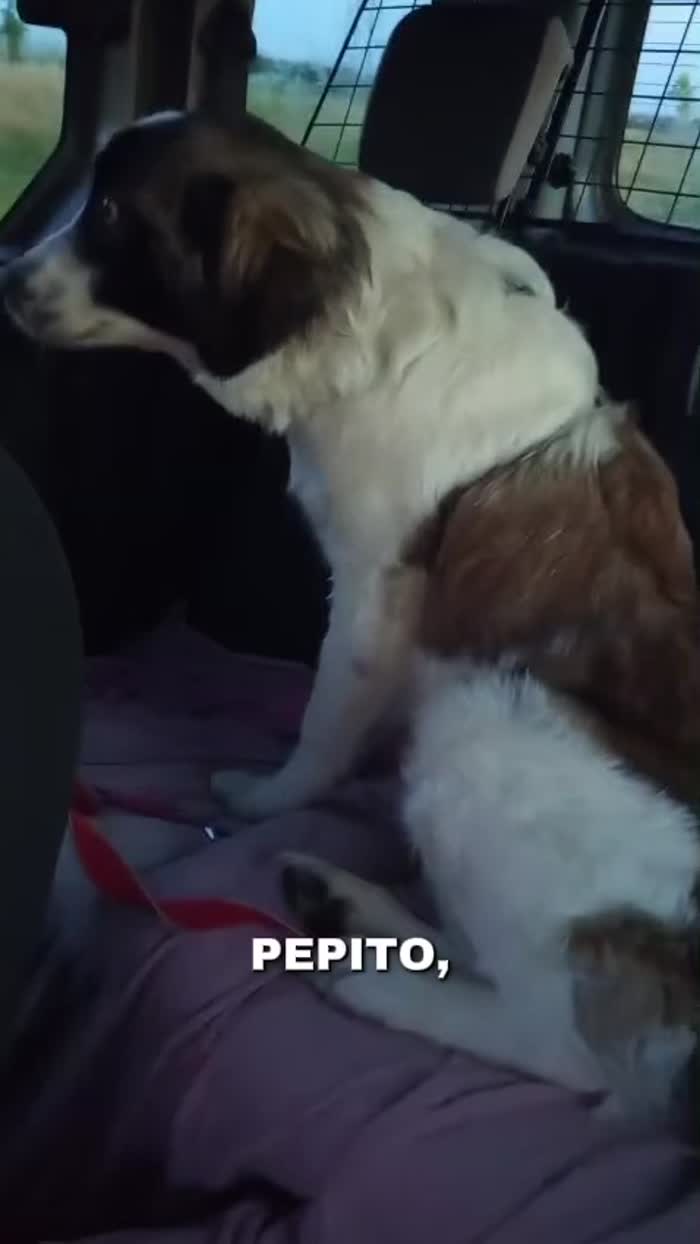 PEPITO: Un gigante di dolcezza in formato XXL cerca casa! 🐻❤️