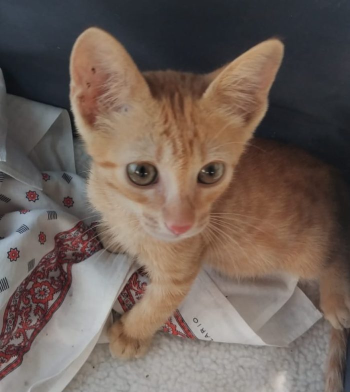 Olly, tenerissimo Rosso in cerca di casa - media 4