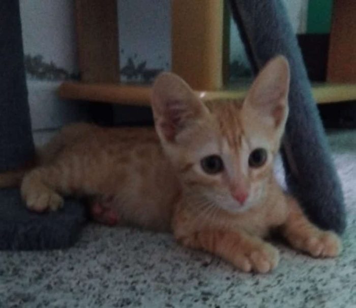 Olly, tenerissimo Rosso in cerca di casa