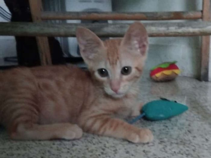 Olly, tenerissimo Rosso in cerca di casa