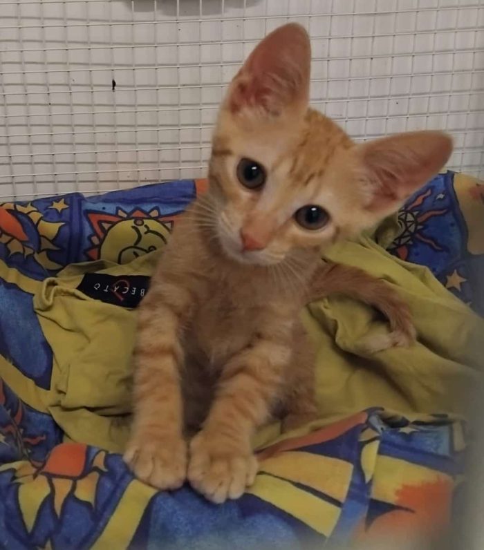 Olly, tenerissimo Rosso in cerca di casa
